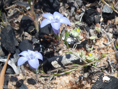 Wahlenbergia oxyphylla