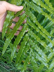 Blechnum triangularifolium
