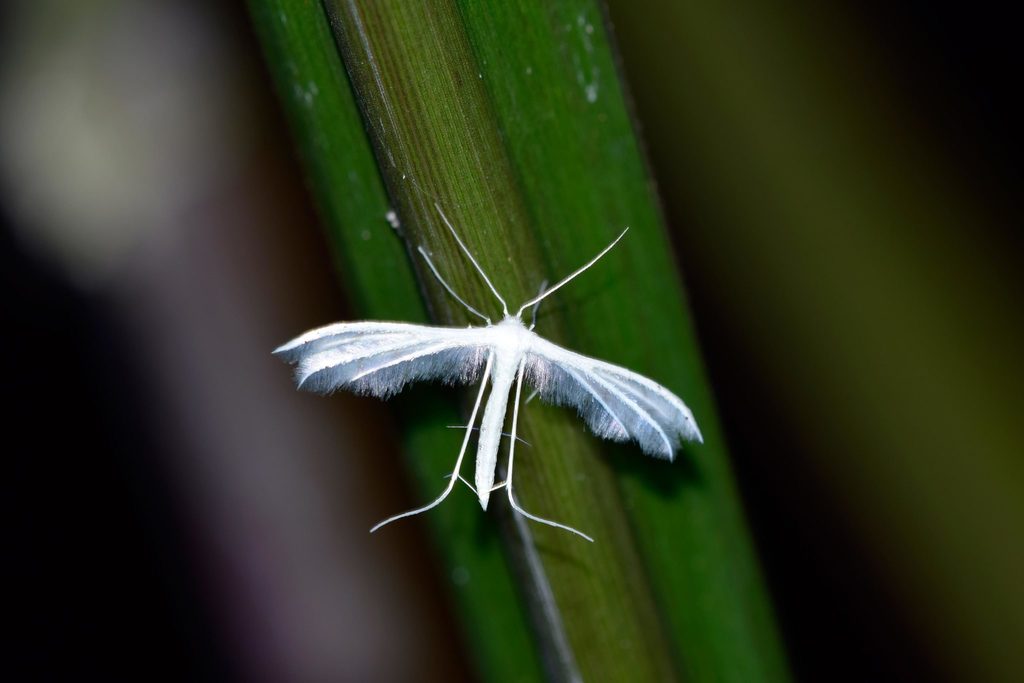 Pterophorus niveodactyla