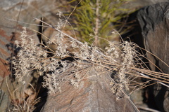 Eupatorium hyssopifolium