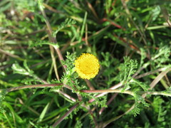 Anacyclus valentinus