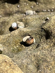 Nassarius fossatus