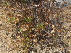 Flourensia thurifera