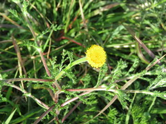 Anacyclus valentinus