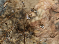 Flourensia thurifera