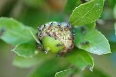 Crematogaster schmidti