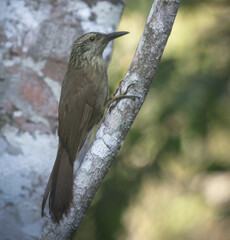 Dendrocolaptes platyrostris
