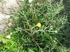 Anacyclus valentinus