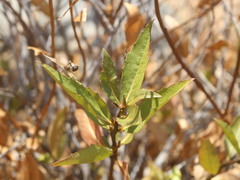 Flourensia thurifera
