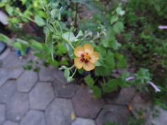 Abutilon trisulcatum