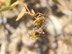 Flourensia thurifera