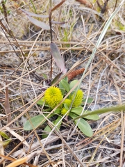 Polygala nana