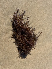 Sargassum horneri