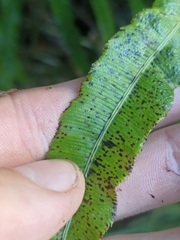 Blechnum triangularifolium
