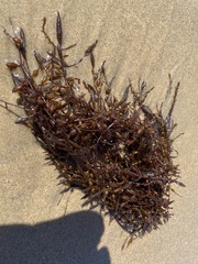 Sargassum horneri