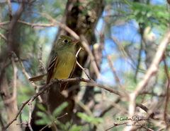 Empidonax occidentalis