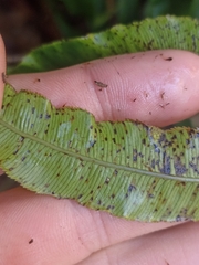 Blechnum triangularifolium