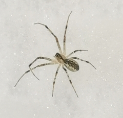 Pityohyphantes phrygianus