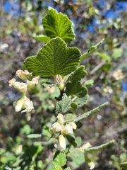 Ribes indecorum