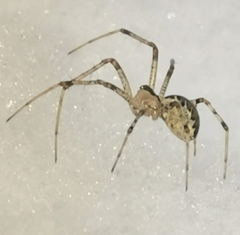 Pityohyphantes phrygianus