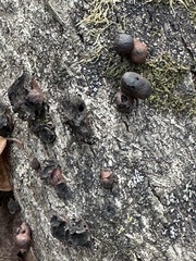 Hypoxylaceae