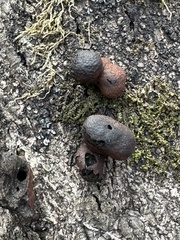 Hypoxylaceae