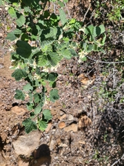 Ribes indecorum