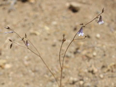 Conanthera campanulata