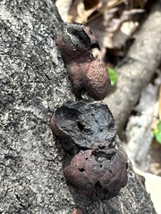 Hypoxylaceae