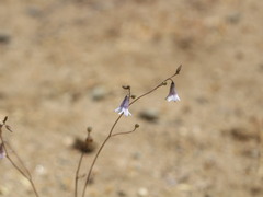 Conanthera campanulata
