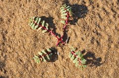 Euphorbia peplis