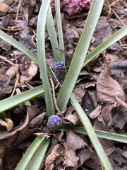 Muscari