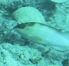 Epinephelus fasciatus