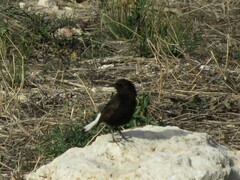 Oenanthe leucura