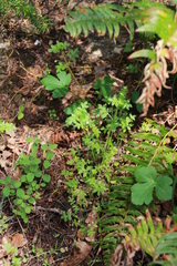 Nemophila parviflora
