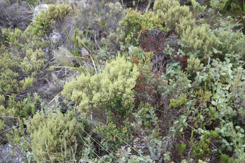 Image of Erica urceolata by (c) Tony Rebelo, some rights reserved (CC BY-SA)