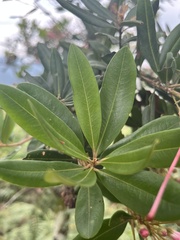 Bejaria mathewsii