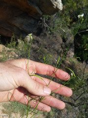Heliophila variabilis