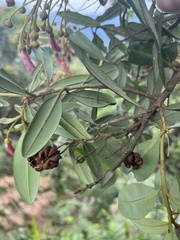 Bejaria mathewsii