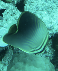 Chaetodon baronessa