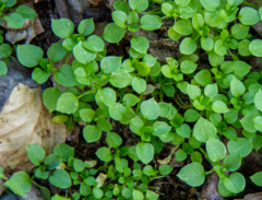 Stellaria media