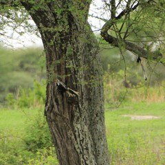 Tockus erythrorhynchus
