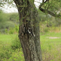 Tockus erythrorhynchus