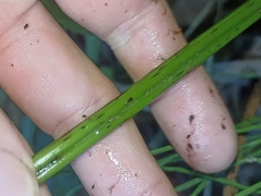 Blechnum triangularifolium