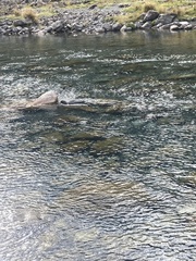 Hymenolaimus malacorhynchos