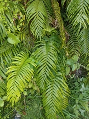 Blechnum triangularifolium