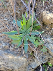 Dudleya lanceolata
