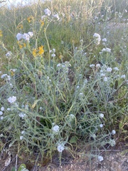 Cryptantha clevelandii