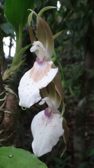 Zygosepalum labiosum