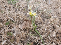 Nothoscordum bivalve